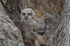 Great Horned Owl, Bubo virginianus