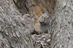 Great Horned Owl, Bubo virginianus