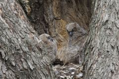 Great Horned Owl, Bubo virginianus