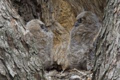 Great Horned Owl, Bubo virginianus