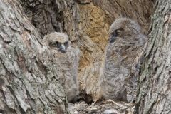 Great Horned Owl, Bubo virginianus