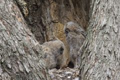 Great Horned Owl, Bubo virginianus