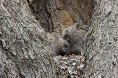 Great Horned Owl, Bubo virginianus