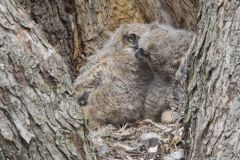 Great Horned Owl, Bubo virginianus