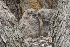 Great Horned Owl, Bubo virginianus