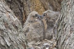 Great Horned Owl, Bubo virginianus