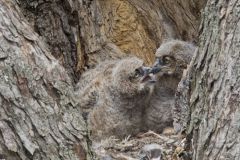 Great Horned Owl, Bubo virginianus