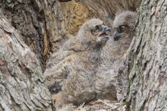 Great Horned Owl, Bubo virginianus