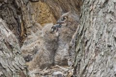 Great Horned Owl, Bubo virginianus