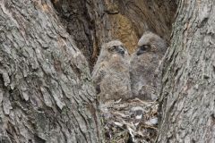 Great Horned Owl, Bubo virginianus