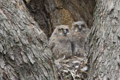 Great Horned Owl, Bubo virginianus