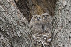 Great Horned Owl, Bubo virginianus