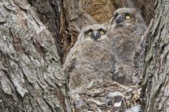 Great Horned Owl, Bubo virginianus