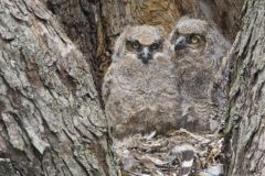 Great Horned Owl, Bubo virginianus