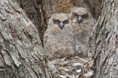 Great Horned Owl, Bubo virginianus