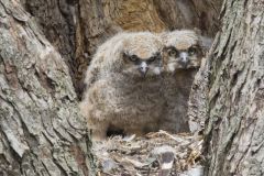 Great Horned Owl, Bubo virginianus