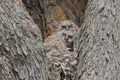 Great Horned Owl, Bubo virginianus