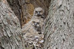 Great Horned Owl, Bubo virginianus