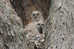 Great Horned Owl, Bubo virginianus