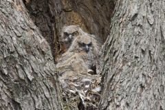 Great Horned Owl, Bubo virginianus