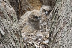 Great Horned Owl, Bubo virginianus