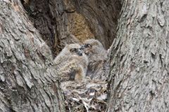 Great Horned Owl, Bubo virginianus