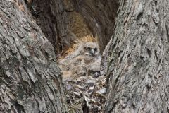 Great Horned Owl, Bubo virginianus