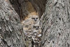 Great Horned Owl, Bubo virginianus