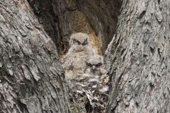 Great Horned Owl, Bubo virginianus