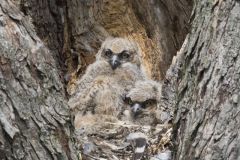 Great Horned Owl, Bubo virginianus