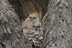 Great Horned Owl, Bubo virginianus