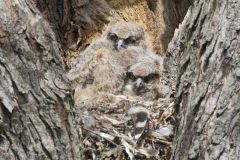 Great Horned Owl, Bubo virginianus