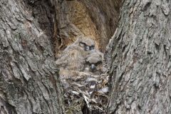 Great Horned Owl, Bubo virginianus