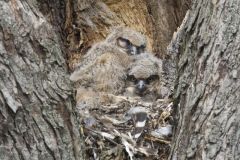 Great Horned Owl, Bubo virginianus