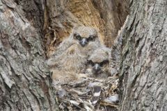 Great Horned Owl, Bubo virginianus