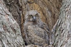 Great Horned Owl, Bubo virginianus