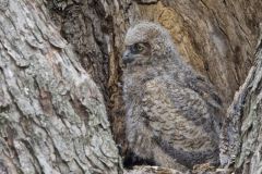 Great Horned Owl, Bubo virginianus