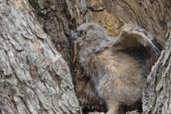 Great Horned Owl, Bubo virginianus