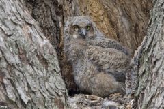 Great Horned Owl, Bubo virginianus