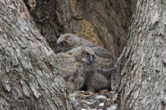 Great Horned Owl, Bubo virginianus