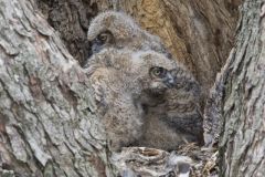 Great Horned Owl, Bubo virginianus