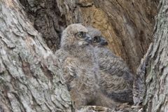 Great Horned Owl, Bubo virginianus