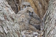 Great Horned Owl, Bubo virginianus