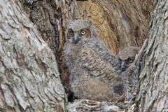 Great Horned Owl, Bubo virginianus