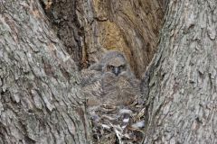 Great Horned Owl, Bubo virginianus