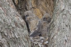 Great Horned Owl, Bubo virginianus