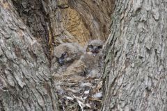 Great Horned Owl, Bubo virginianus