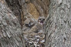 Great Horned Owl, Bubo virginianus