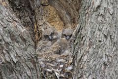 Great Horned Owl, Bubo virginianus