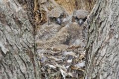 Great Horned Owl, Bubo virginianus